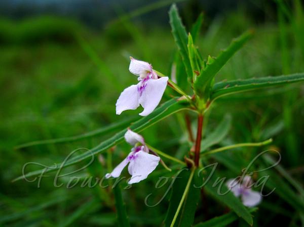 Tender Balsam